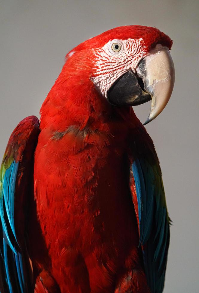 Scarlet macaw closeup photo