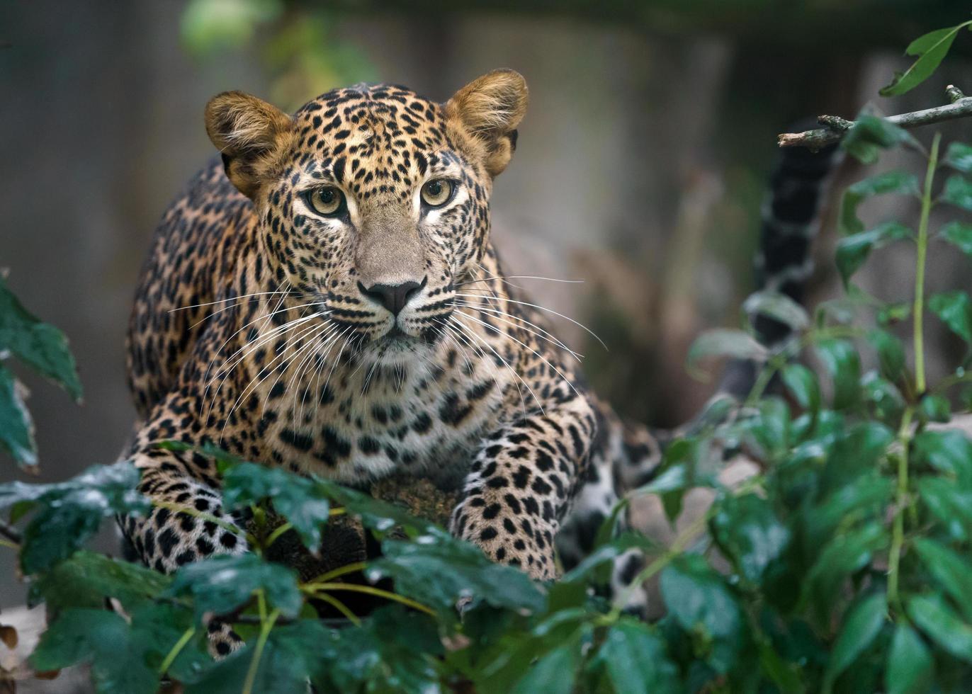 leopardo de Sri Lanka foto