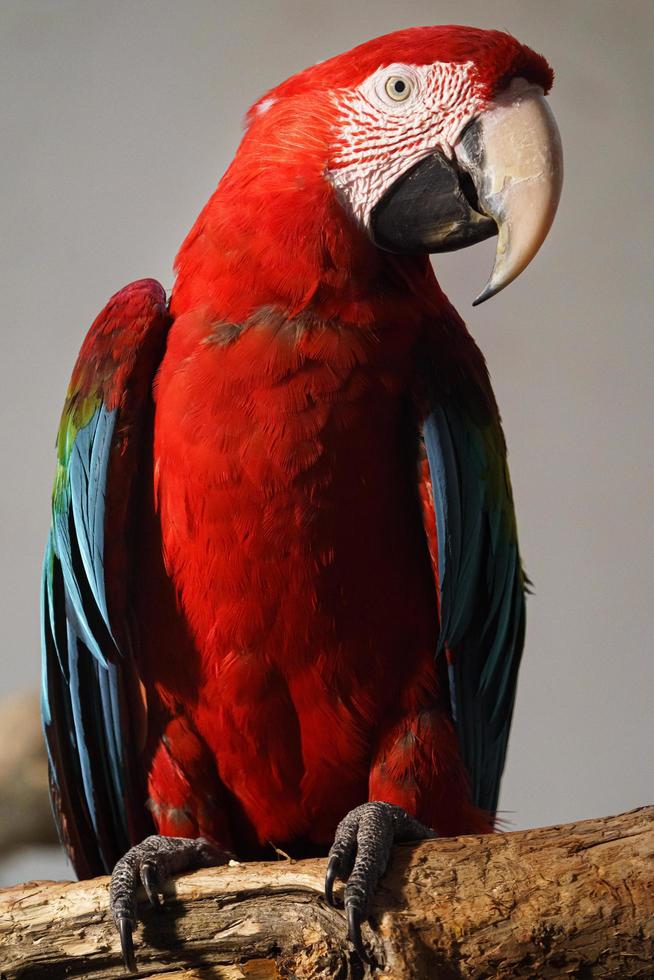 Scarlet macaw closeup photo