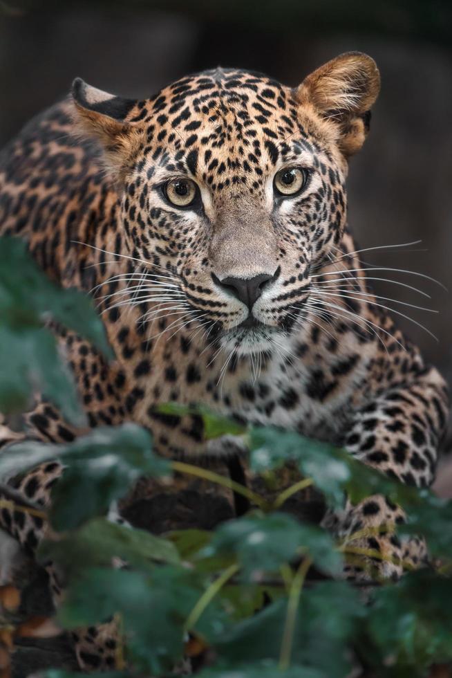 leopardo de Sri Lanka foto