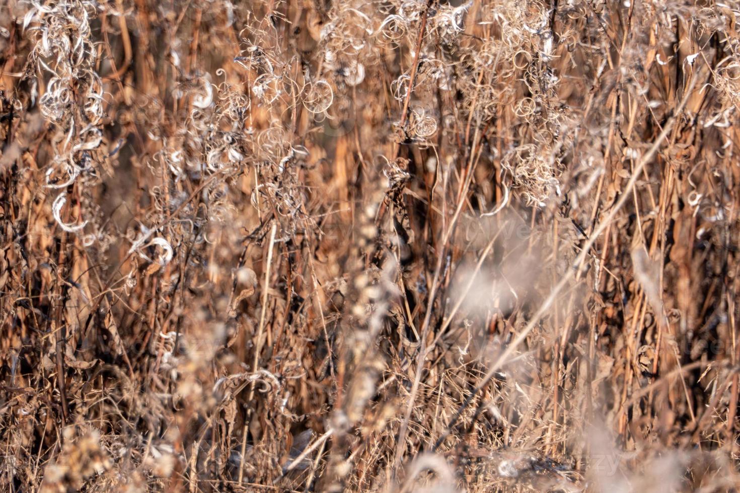 Dry reed against clear light blue sky on sunny day outdoors. Abstract natural background in neutral colors. Minimal trendy pampas grass panicles. Selective focus photo