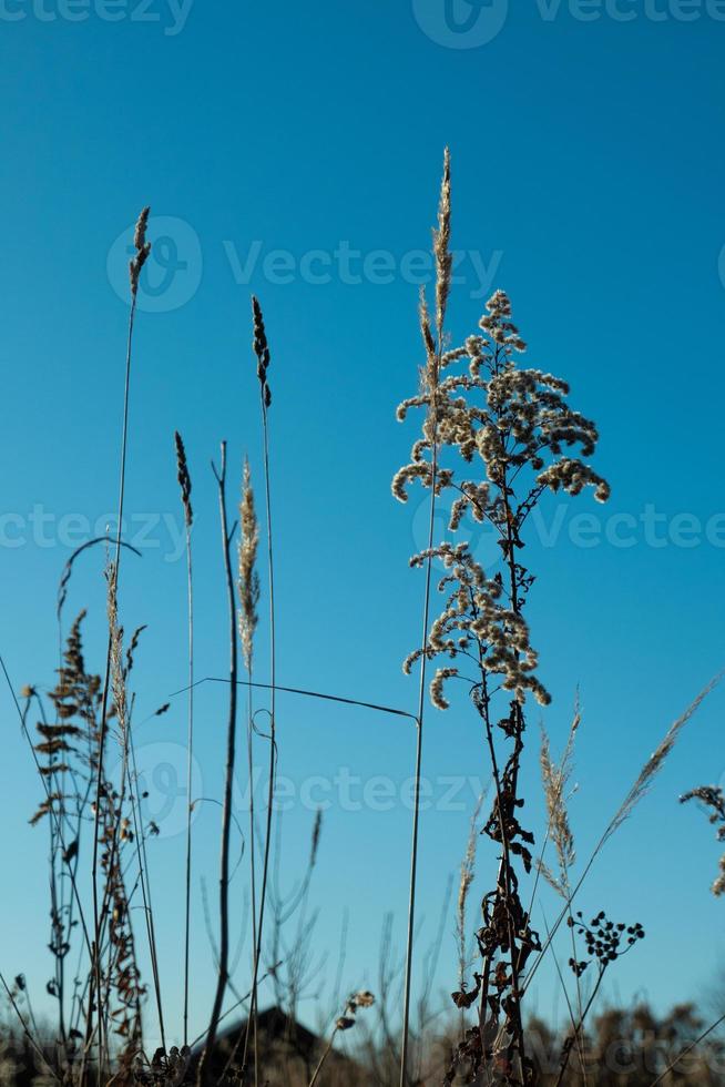 Dry reed against clear light blue sky on sunny day outdoors. Abstract natural background in neutral colors. Minimal trendy pampas grass panicles. Selective focus photo