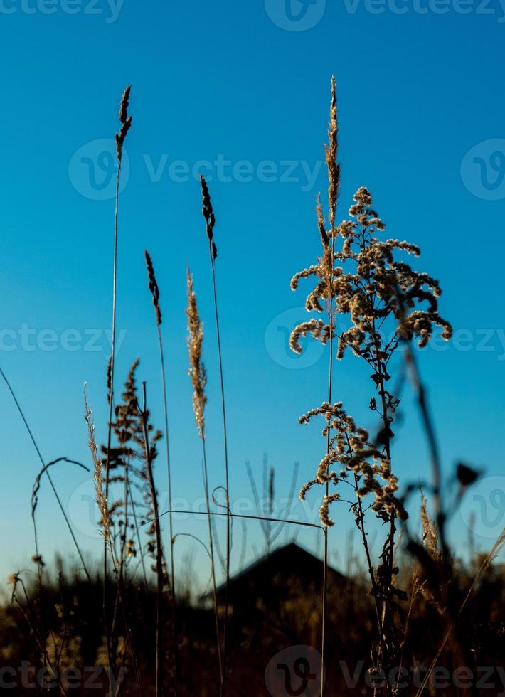 Dry reed against clear light blue sky on sunny day outdoors. Abstract natural background in neutral colors. Minimal trendy pampas grass panicles. Selective focus photo