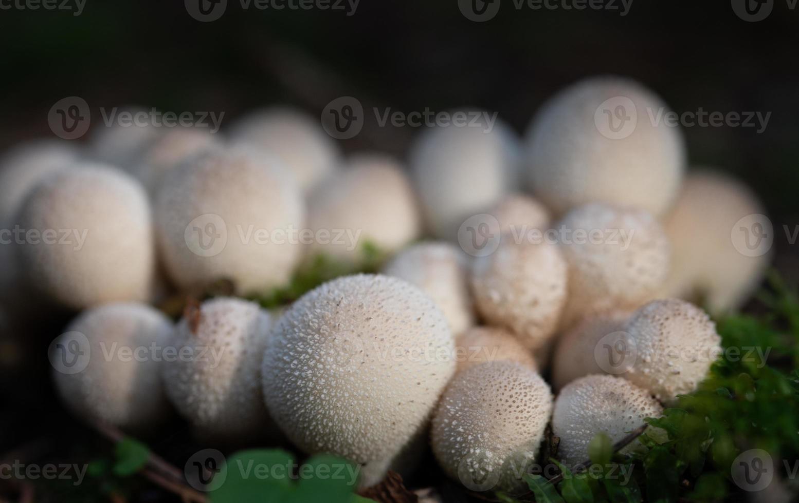 a group of small light-colored spherical mushrooms, with small spines on them, grows on the forest floor. The mushrooms shine brightly against the dark background. photo