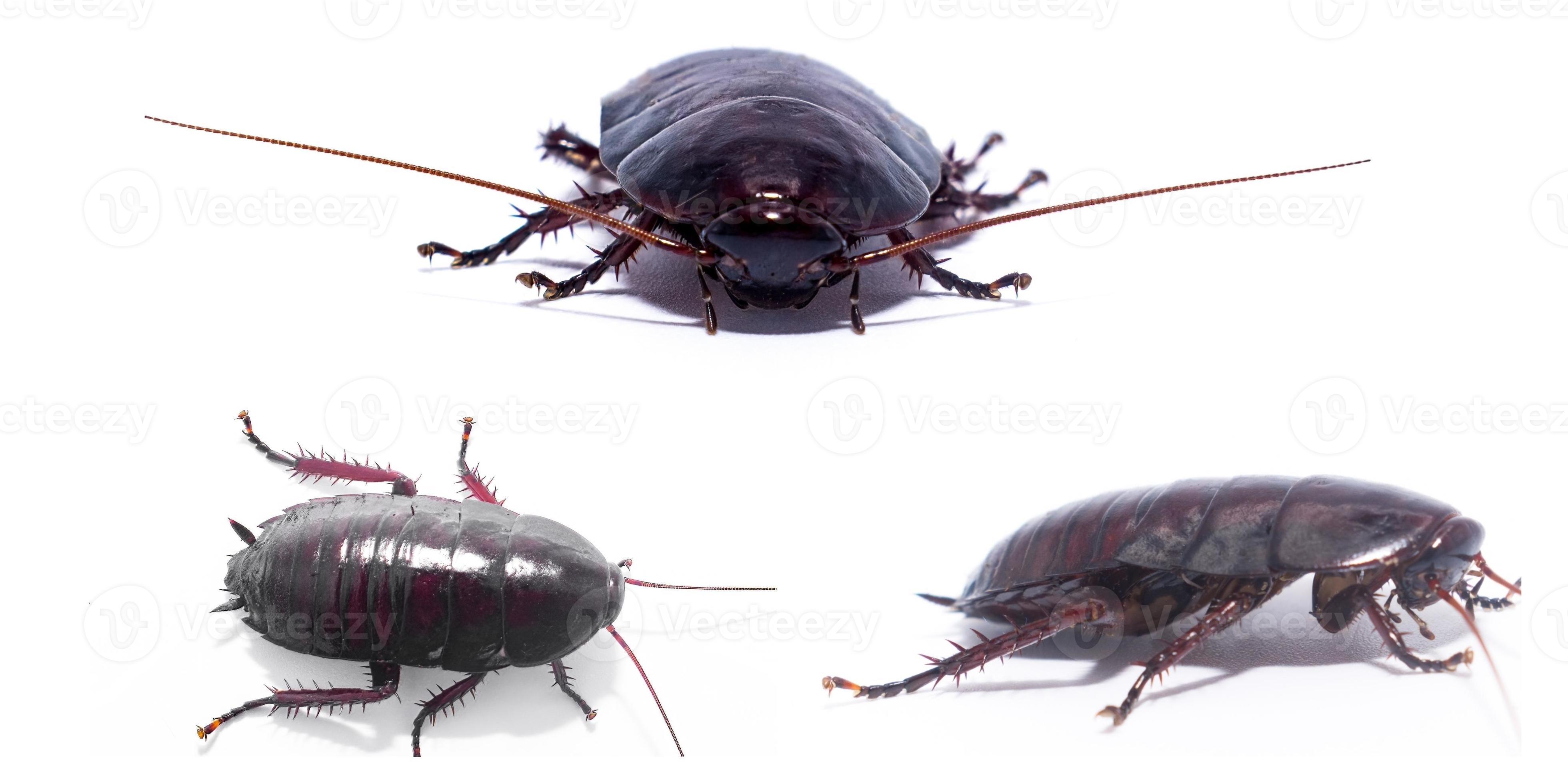 Florida Woods Cockroach Infestation? Understand Their Life Cycle First! - djhkr8w