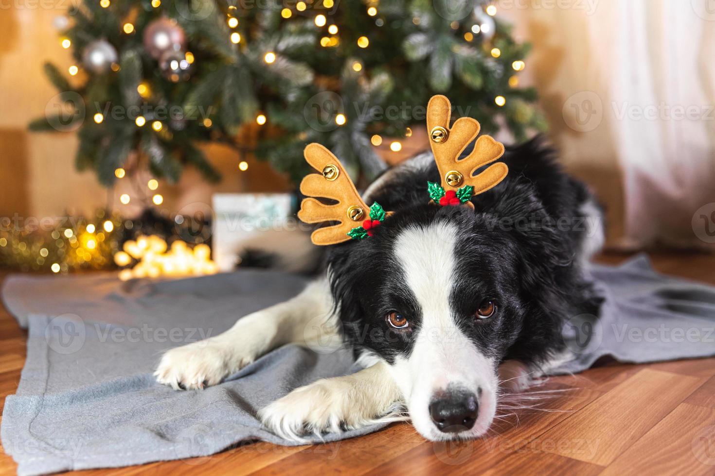 Funny cute puppy dog border collie wearing Christmas costume deer horns hat lying down near christmas tree at home indoors background. Preparation for holiday. Happy Merry Christmas concept. photo