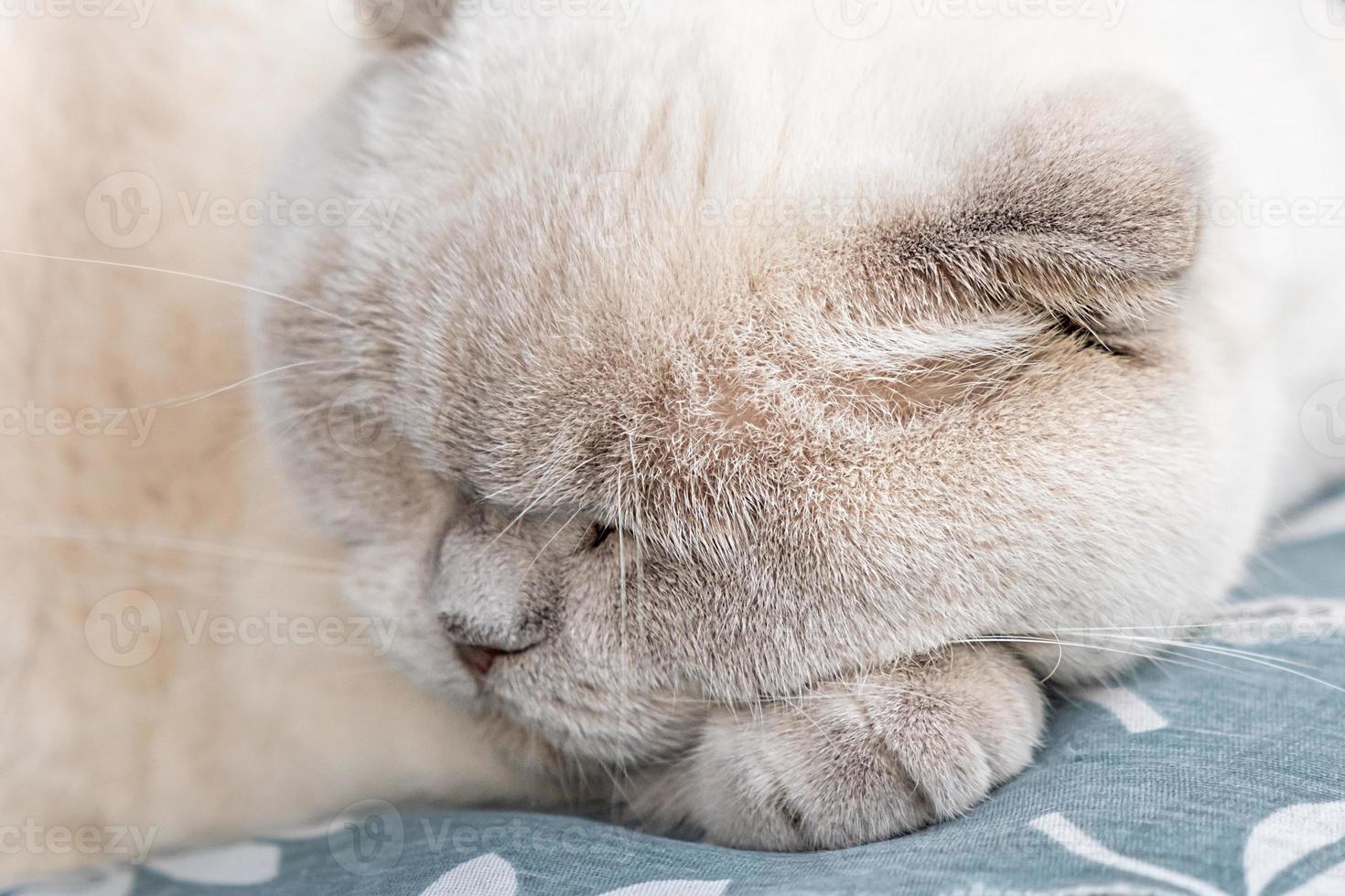Funny short haired domestic white British cat sleeping indoor at home. Kitten resting and relax on blue sofa. Pet care and animals concept. photo
