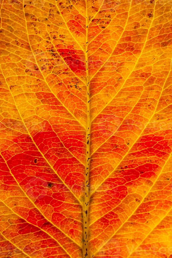 primer plano otoño otoño extrema textura macro vista de hoja de madera naranja roja resplandor de hoja de árbol en el fondo del sol. fondo de pantalla de octubre o septiembre de naturaleza inspiradora. concepto de cambio de estaciones. foto