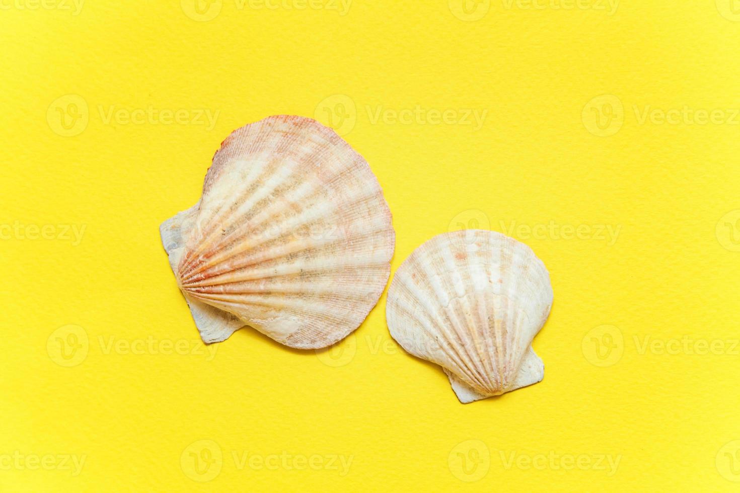 Tropical Background. Seashell on yellow colourful trendy modern fashion background. Vacation travel summer weekend sea adventure trip concept. photo