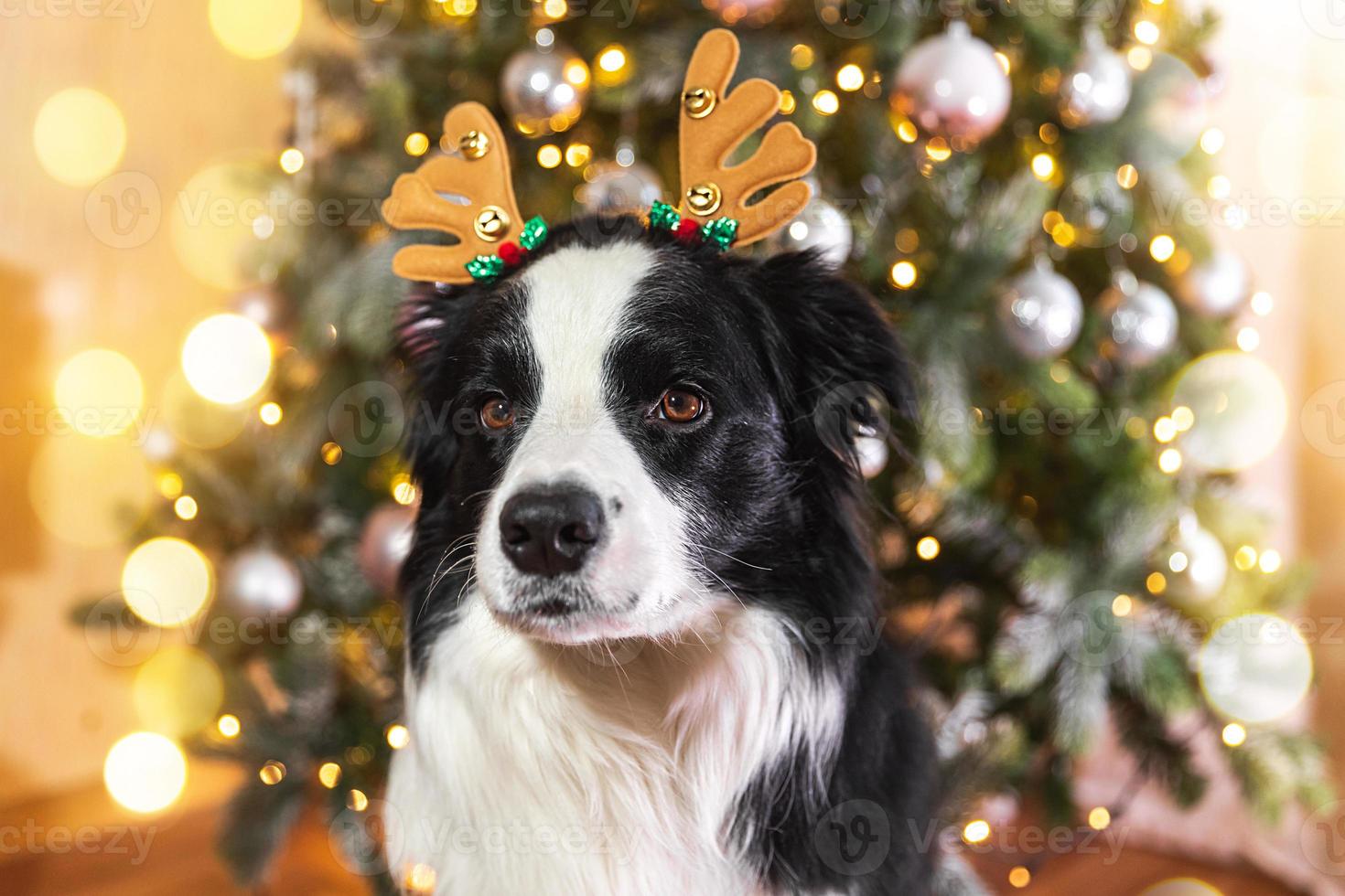 Funny cute puppy dog border collie wearing Christmas costume deer horns hat near christmas tree at home indoors background. Preparation for holiday. Happy Merry Christmas concept. photo