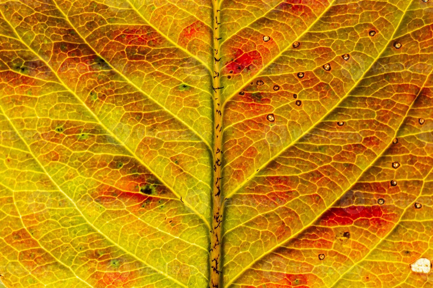 Closeup autumn fall extreme macro texture view of red orange wood sheet tree leaf glow in sun background. Inspirational nature october or september wallpaper. Change of seasons concept. photo