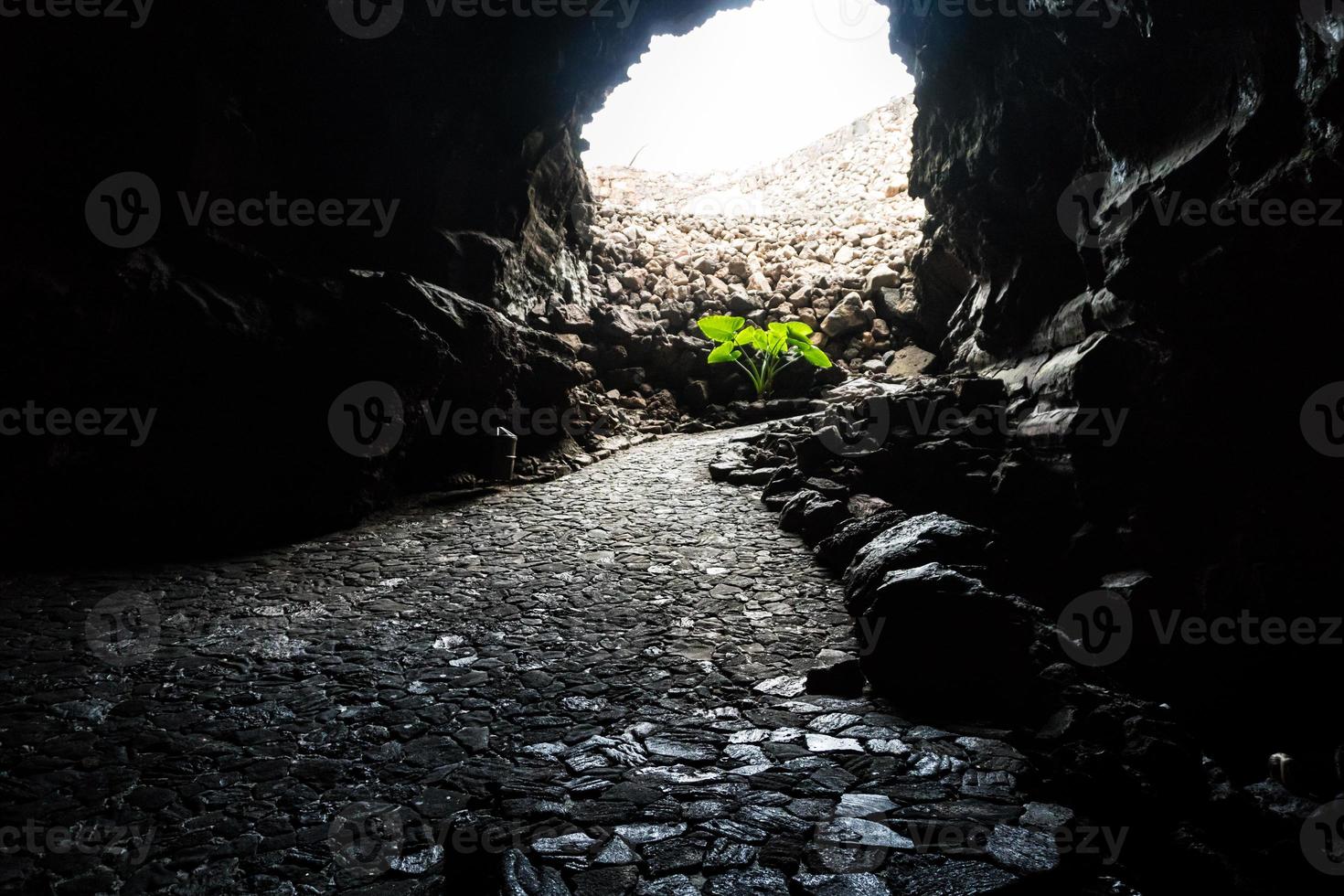 planta en lanzarote foto