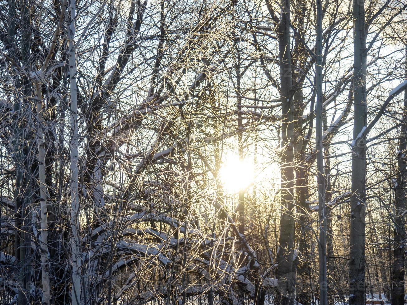 Grove of city park at sunset in winter. A lot of trees. Forest in winter. photo