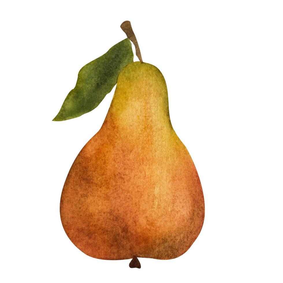 Yellow pear isolated on white background. Watercolor illustration. vector