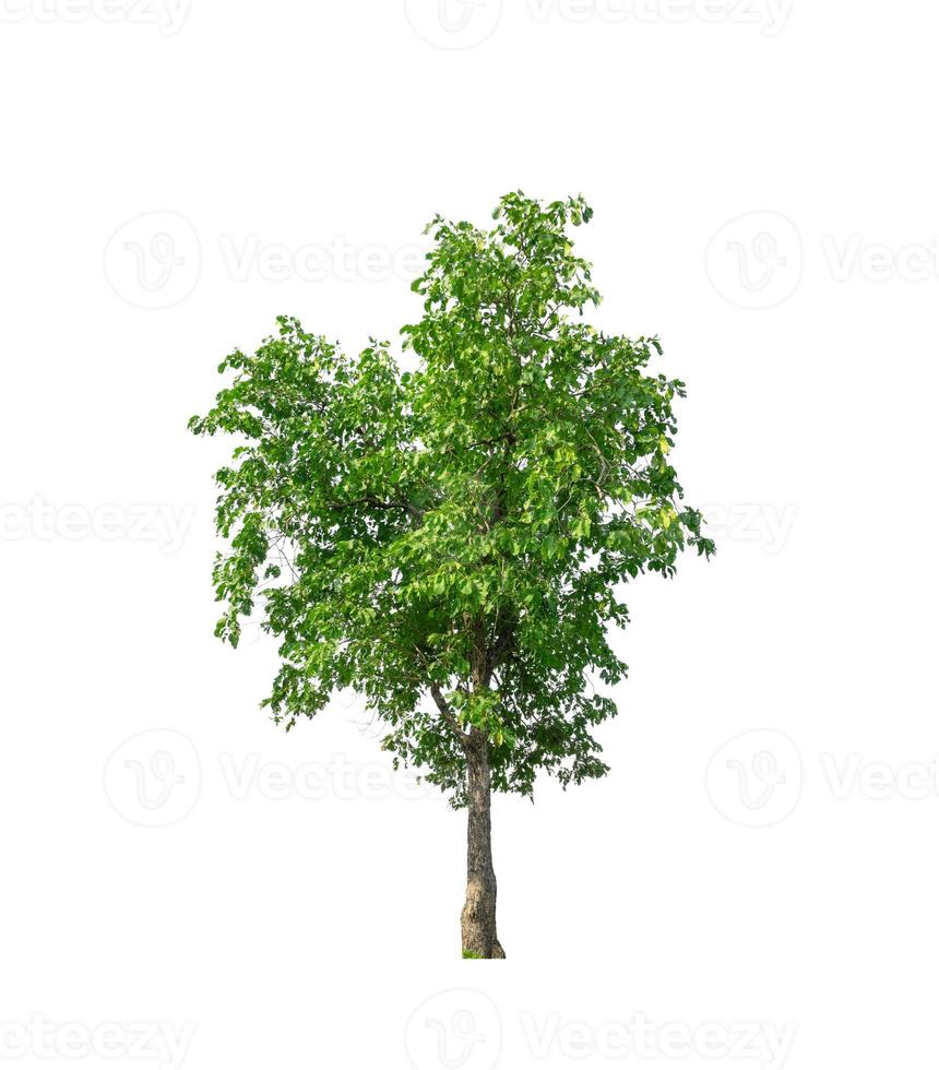 Trees that are isolated on a white background are suitable for both printing and web pages photo