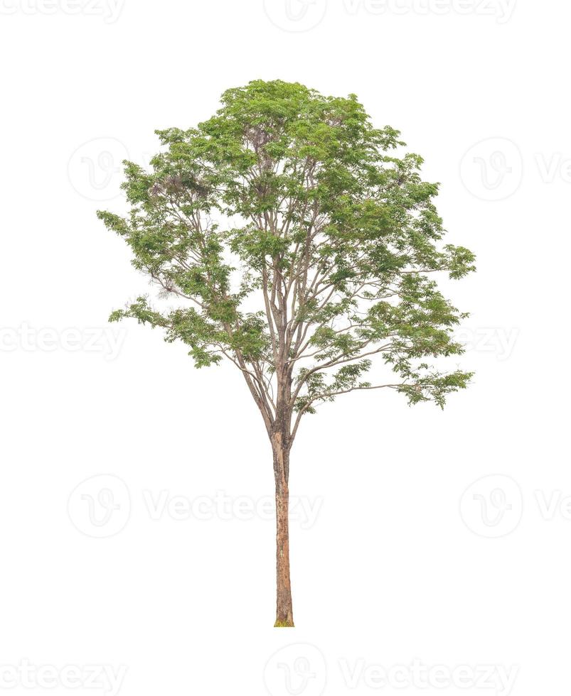 Trees that are isolated on a white background are suitable for both printing and web pages photo
