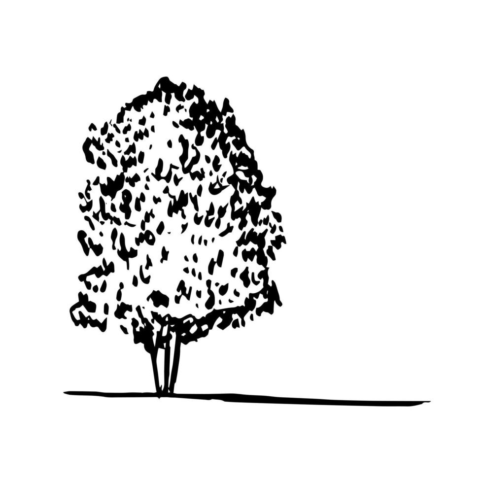 Hand drawn elm tree vector sketch. Vector elm tree clip art