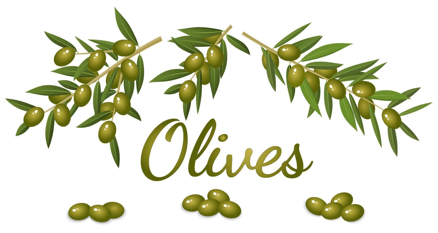 Branches and fruits of the olive tree.Realistic image of olives and branches with leaves.Flat vector image.