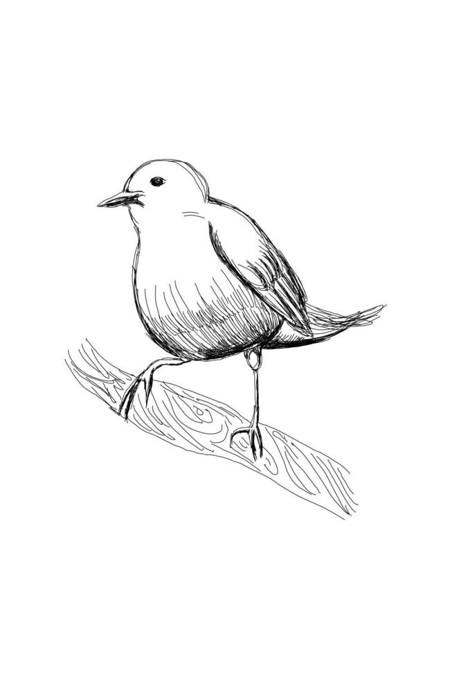 empavesado índigo o passerina cyanea, grabado antiguo. vector