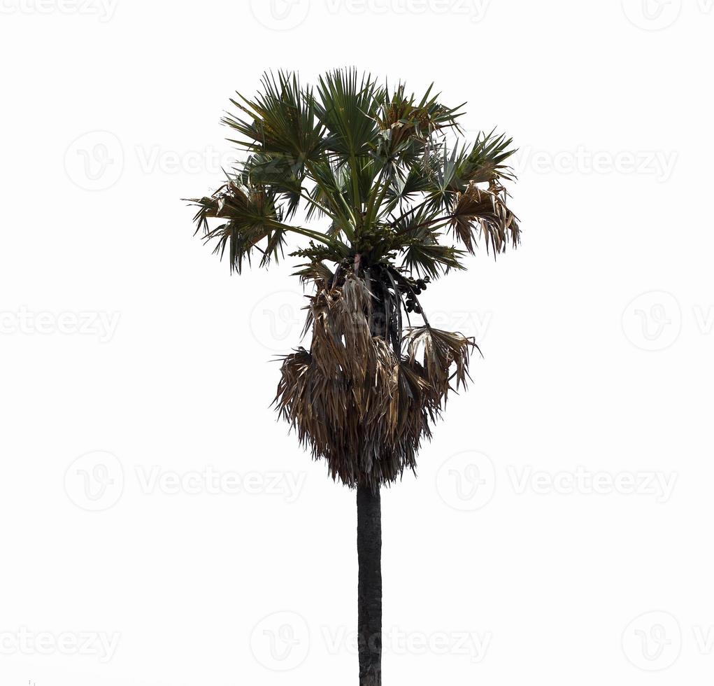 Asian Palmyra palm, Toddy palm, Sugar palm, photo