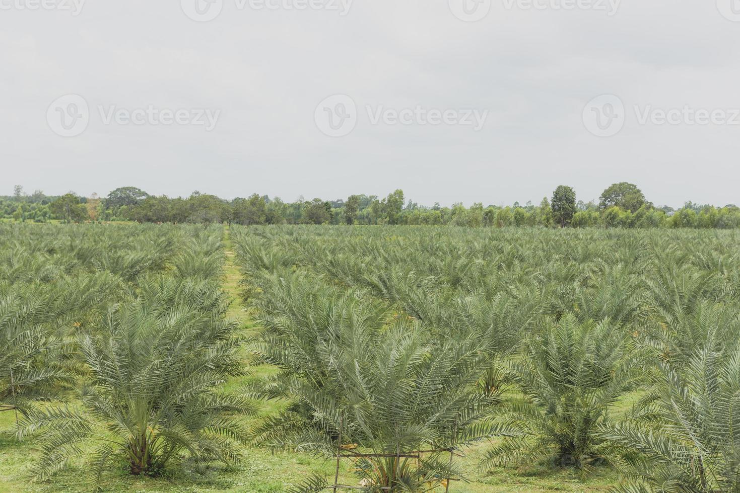 palm plantation in Thailand, concept of tourism agriculture. photo