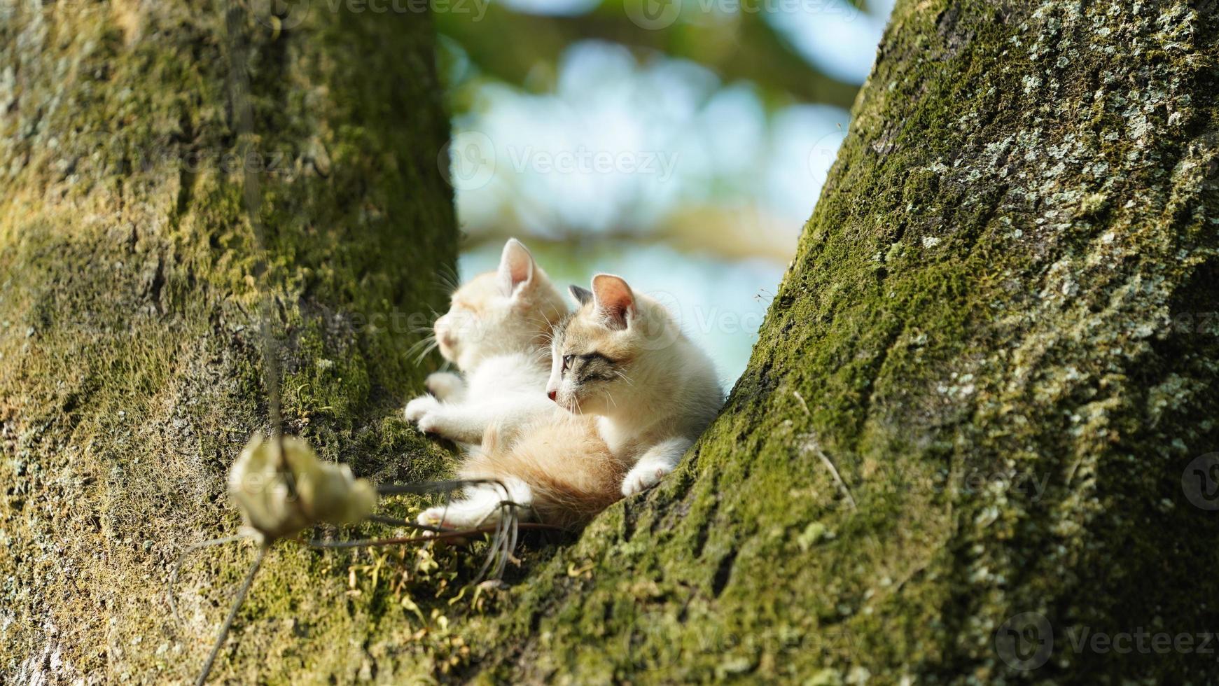 Two cute little cats climbing up on the tree for resting photo