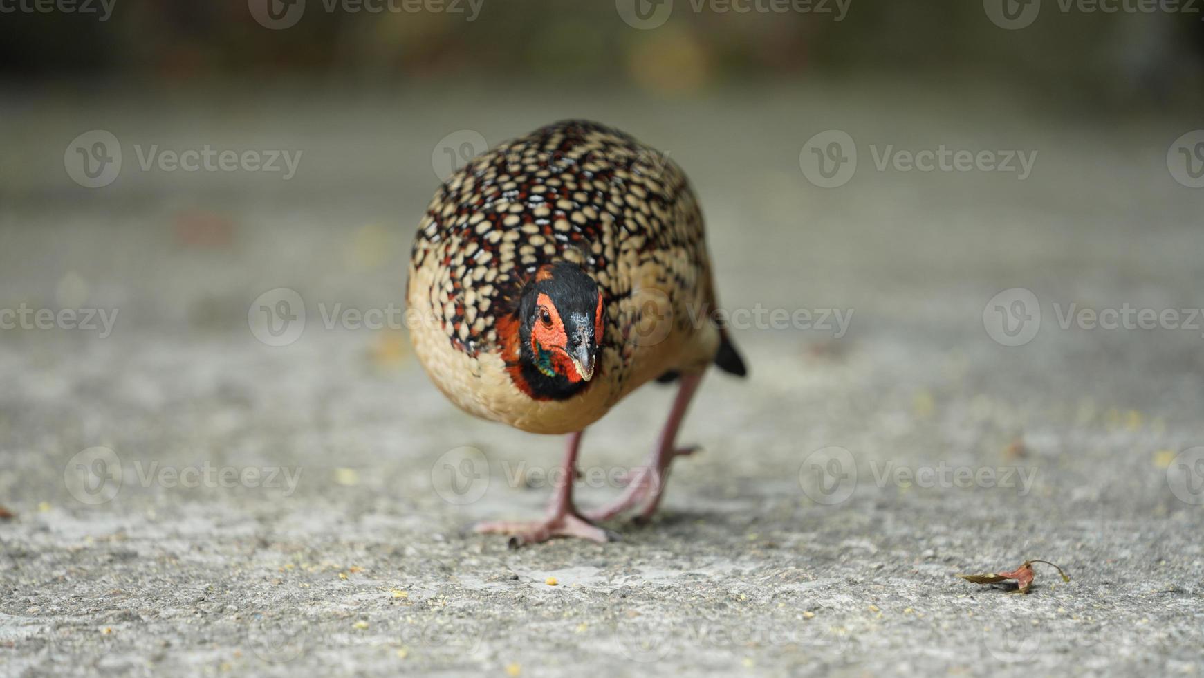 The domestic chicken view in the yard in China photo