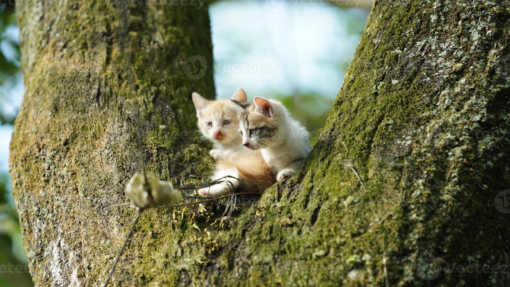 Two cute little cats climbing up on the tree for resting photo