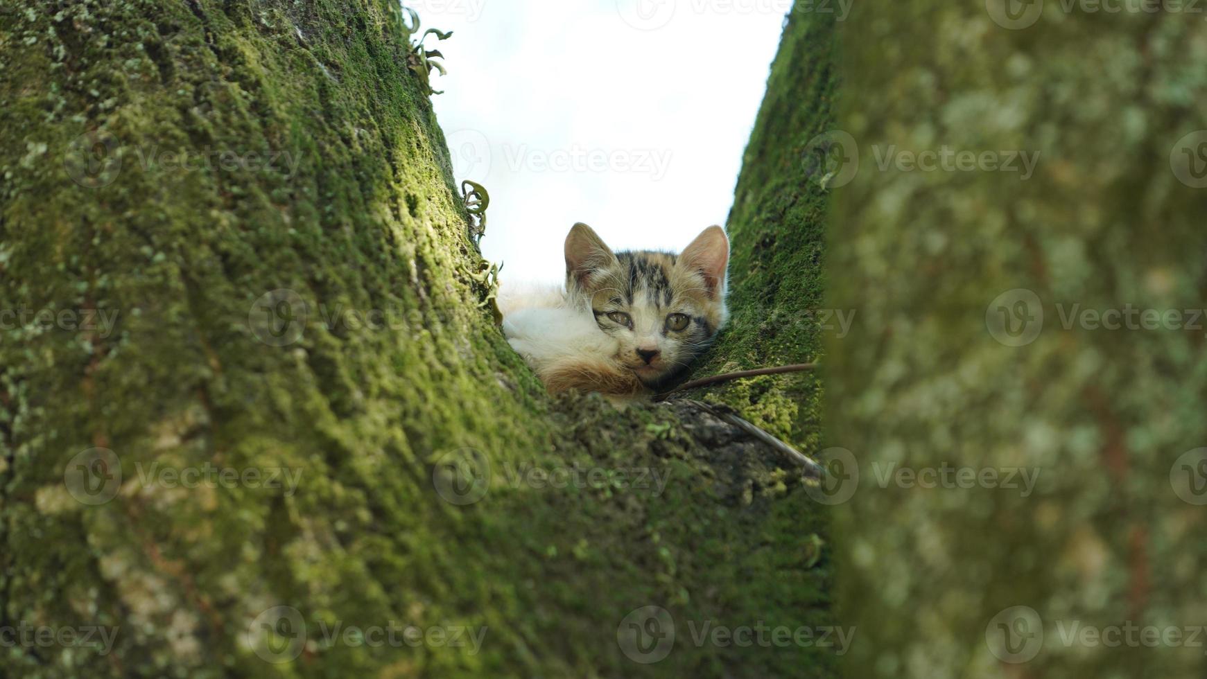 Two cute little cats climbing up on the tree for resting photo