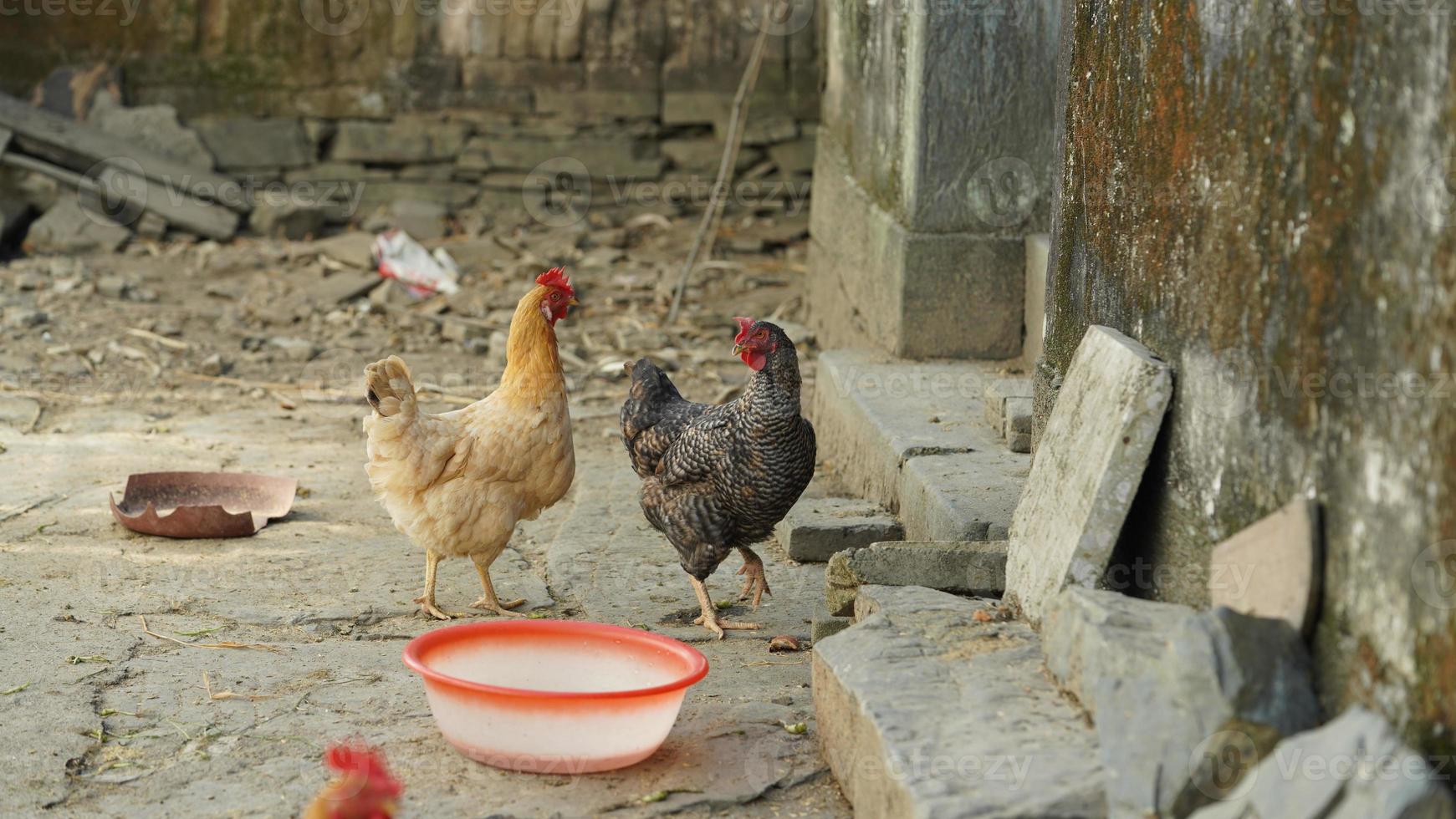 la vista del pollo doméstico en el patio en china foto