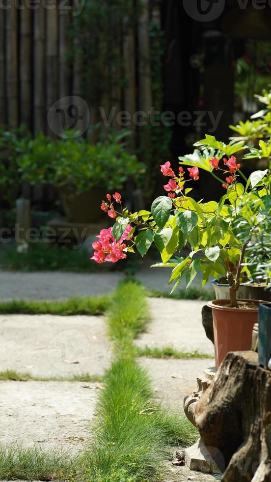 The beautiful garden view with the flowers and stone tables in the countryside village of the China photo