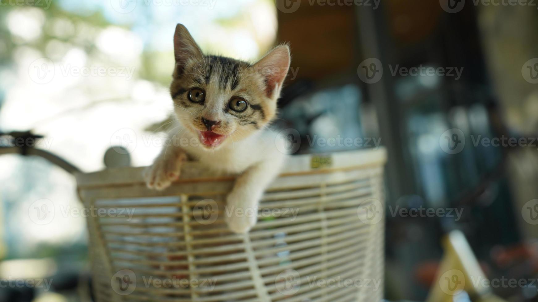 The cute little cat playing in the yard photo