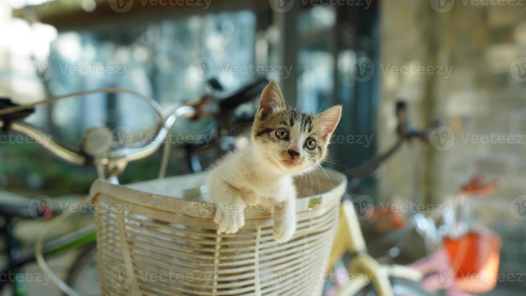 The cute little cat playing in the yard photo