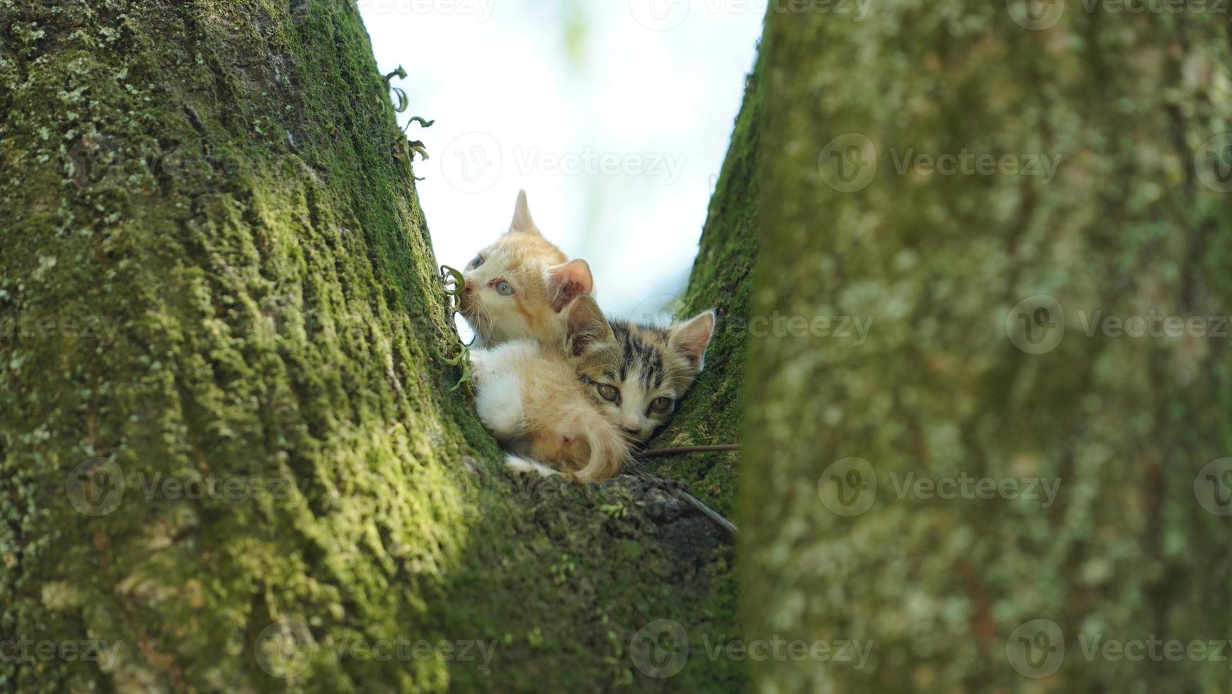 Two cute little cats climbing up on the tree for resting photo