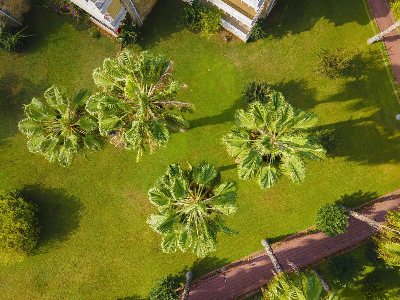 aerial view of palm tree green and tranquility. background photo
