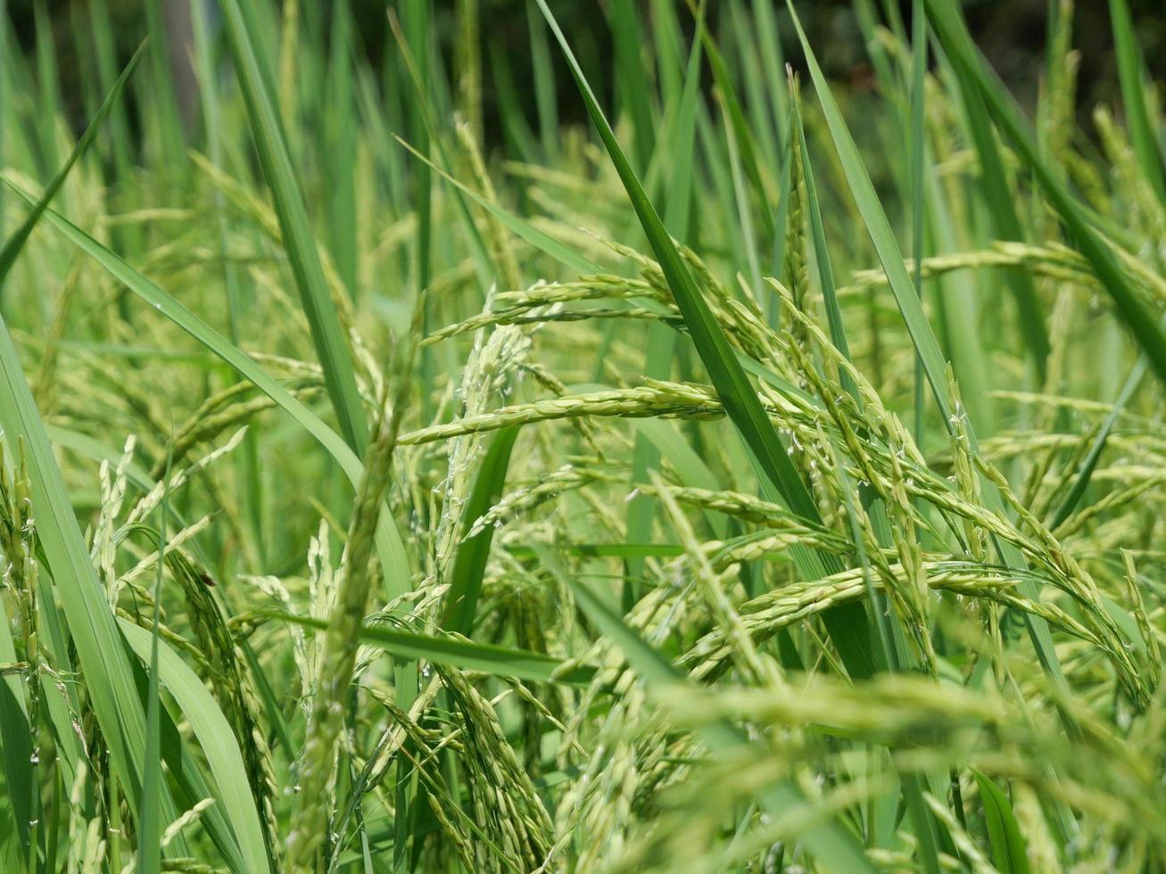 Close-up of a rice plant that is emerging with green rice grains in a field. photo