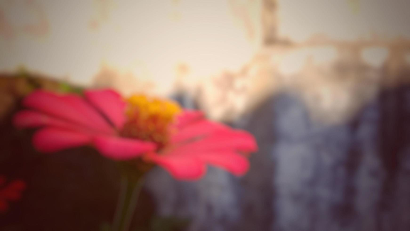 unfocused Red flower Zinnia violacea blooming on garden nature background Spring morning shot photo