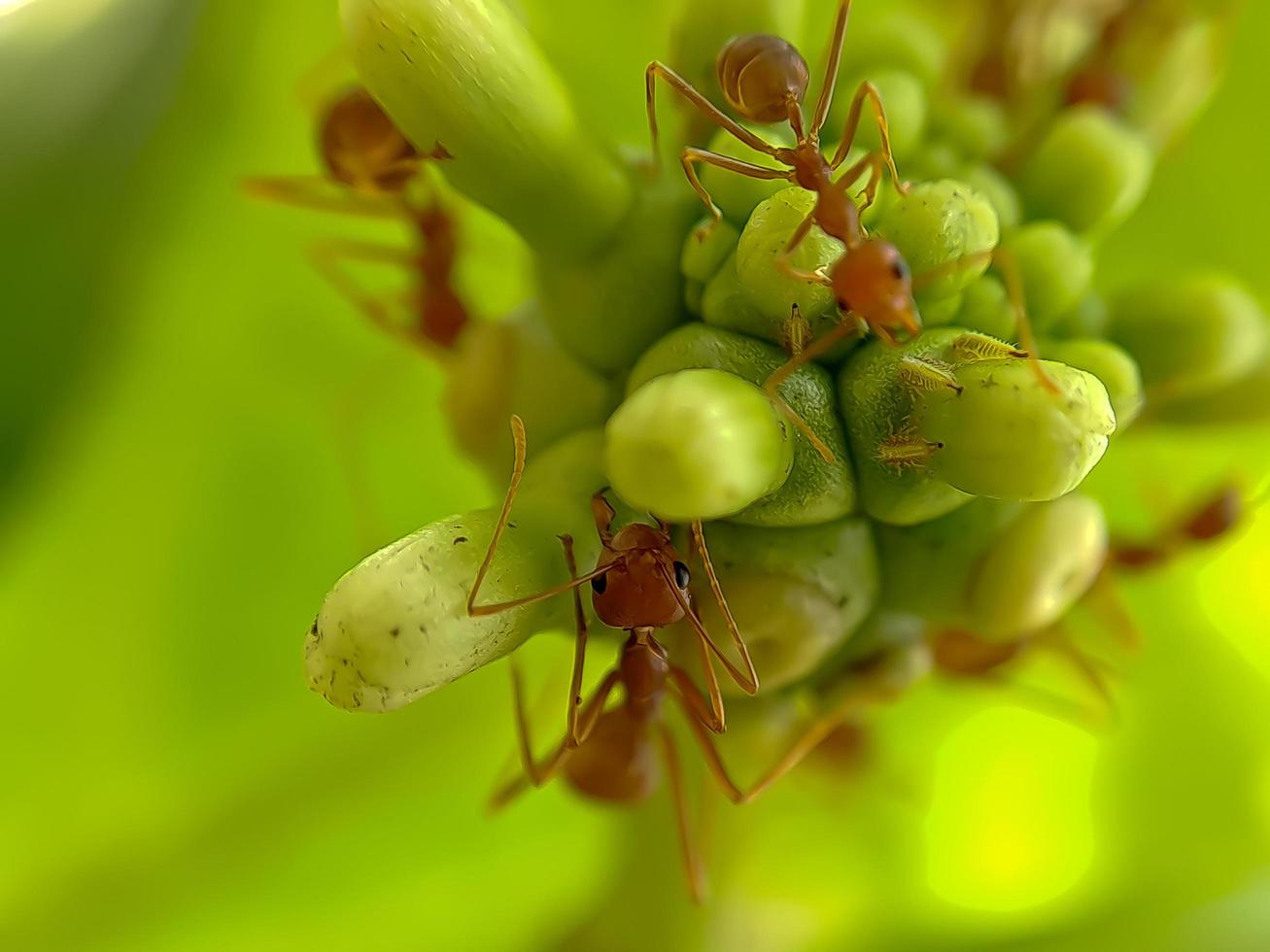 Little Red Fire Ant photo