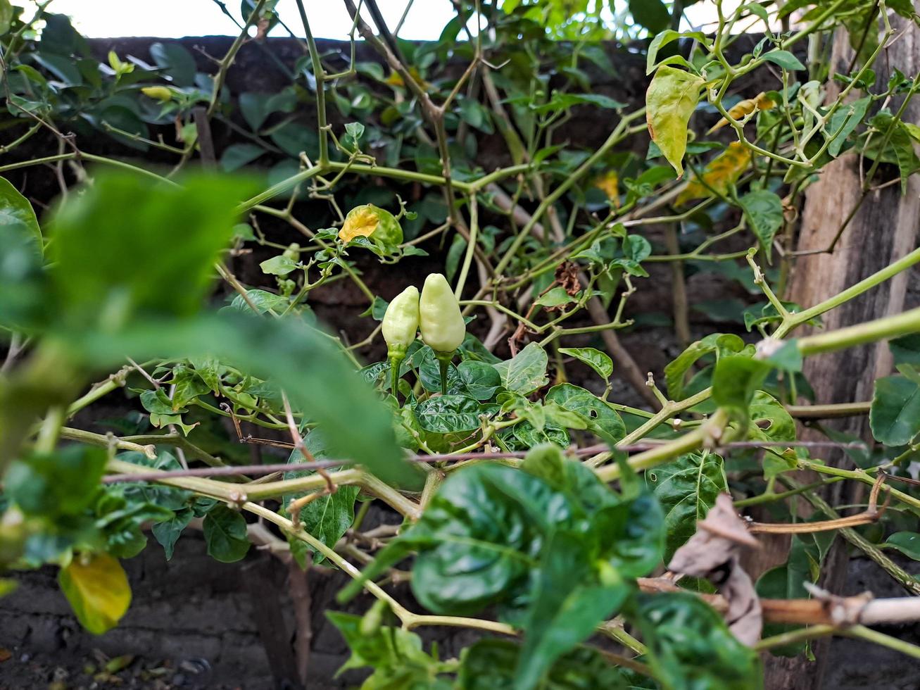 Cayenne pepper leaves damaged due to pest attacks photo
