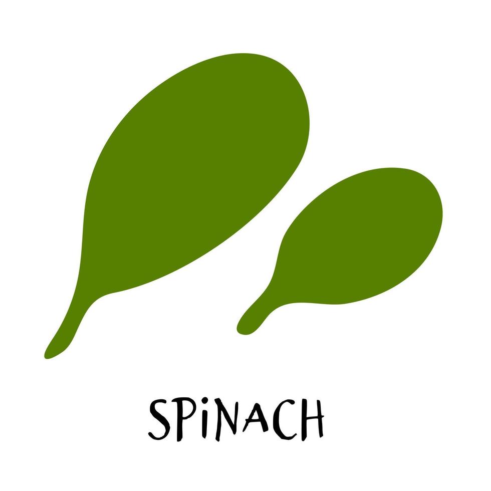 Vector illustration of green spinach leaves in hand drawn flat style.