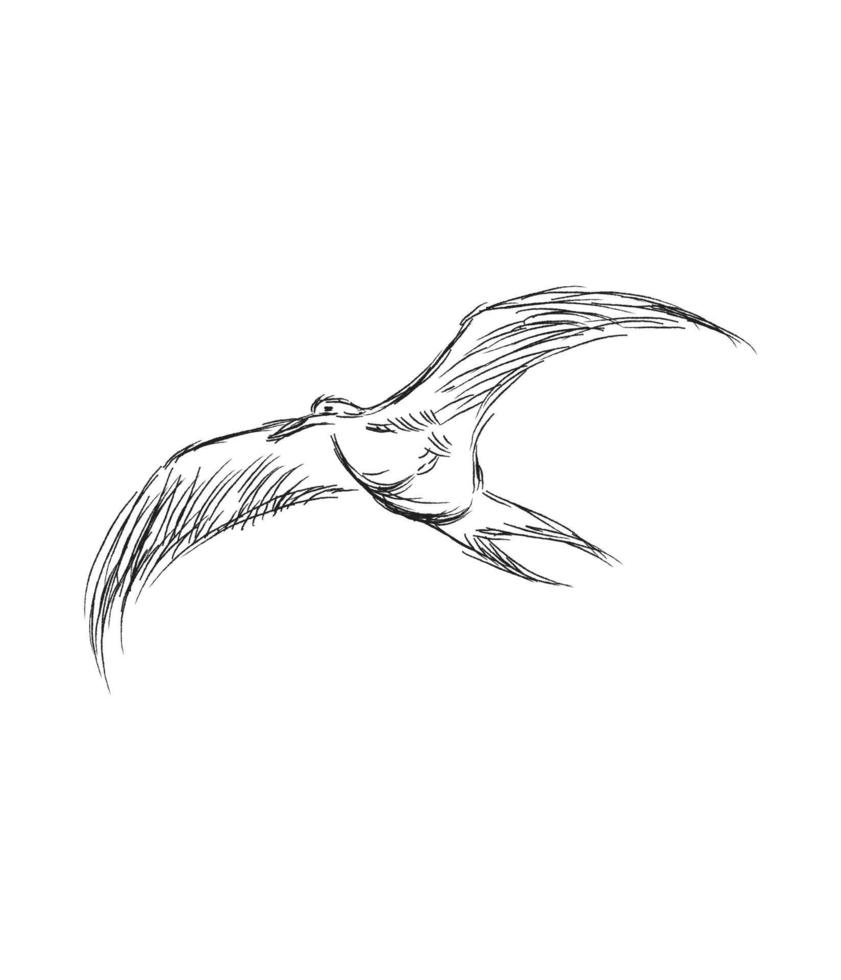 Vector illustration of hand drawn flying black skimmers. Beautiful animal design elements, ink drawing