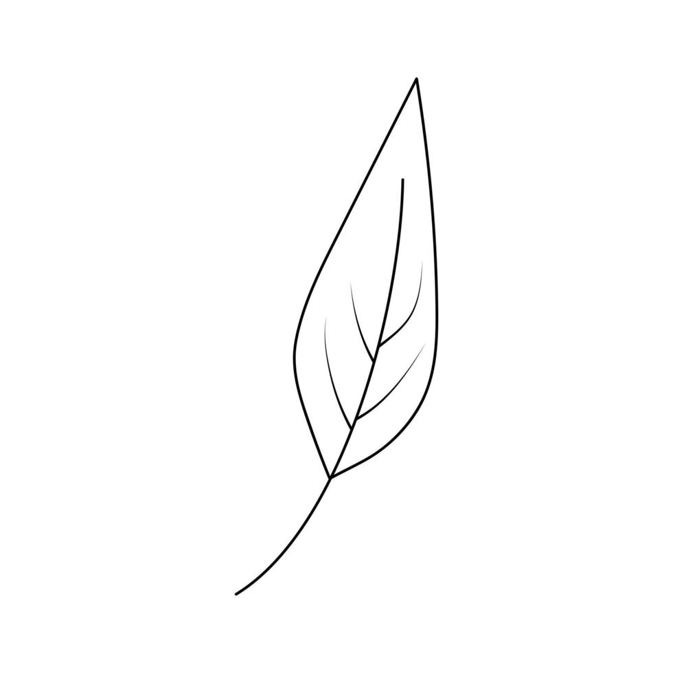 Hand drawn leaf in line art doodle style. Botanical decorative element. vector