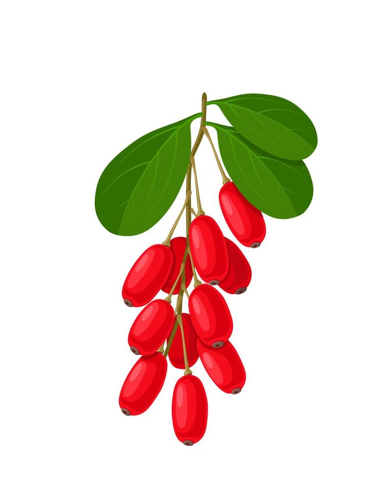 Vector illustration, berberis commonly known as barberry, isolated on white background.