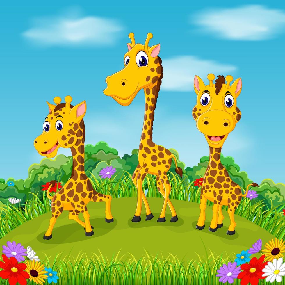 the beautiful view with three giraffe walking together in the field