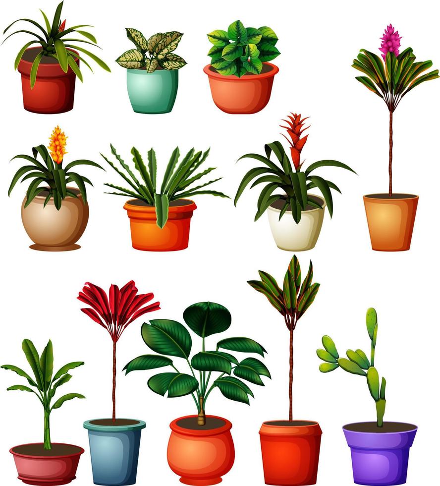 collection of the botanical plants in the pots vector