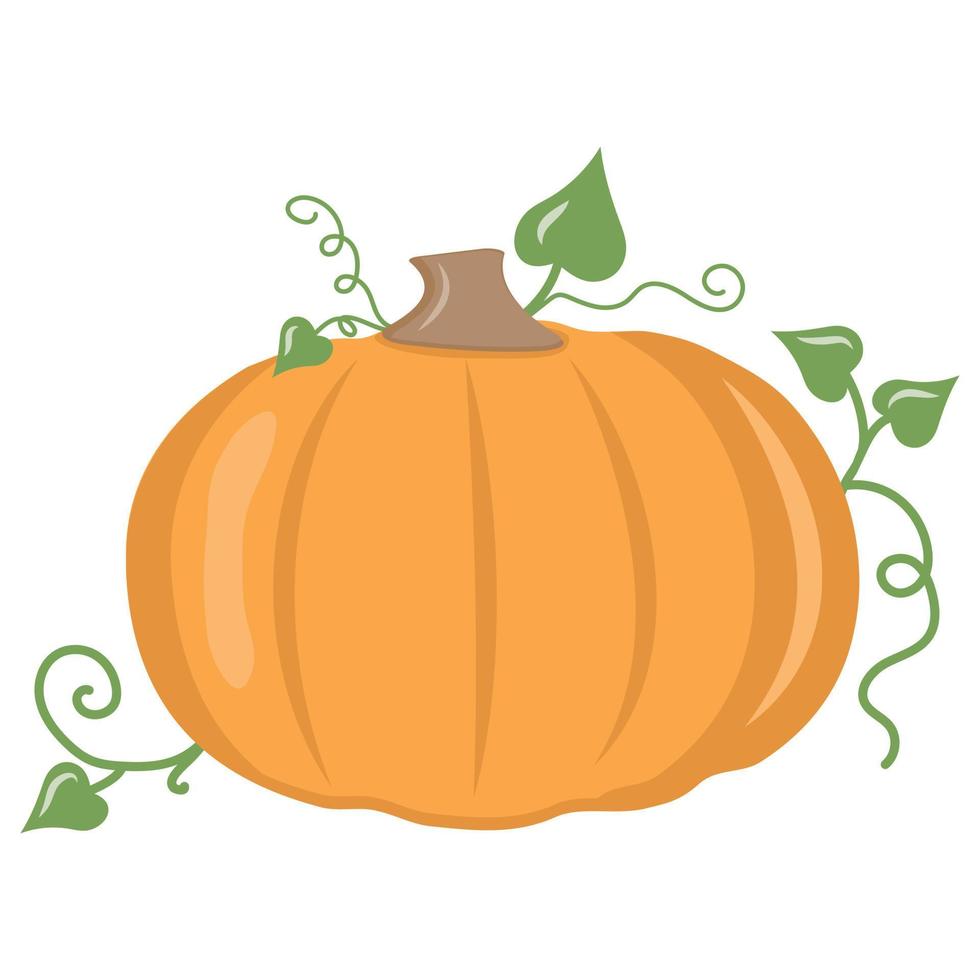 calabaza vegetal de otoño, icono de ilustración aislada de vector de color