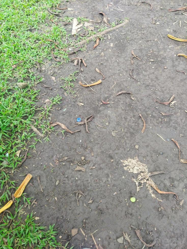 grass in the ground photo