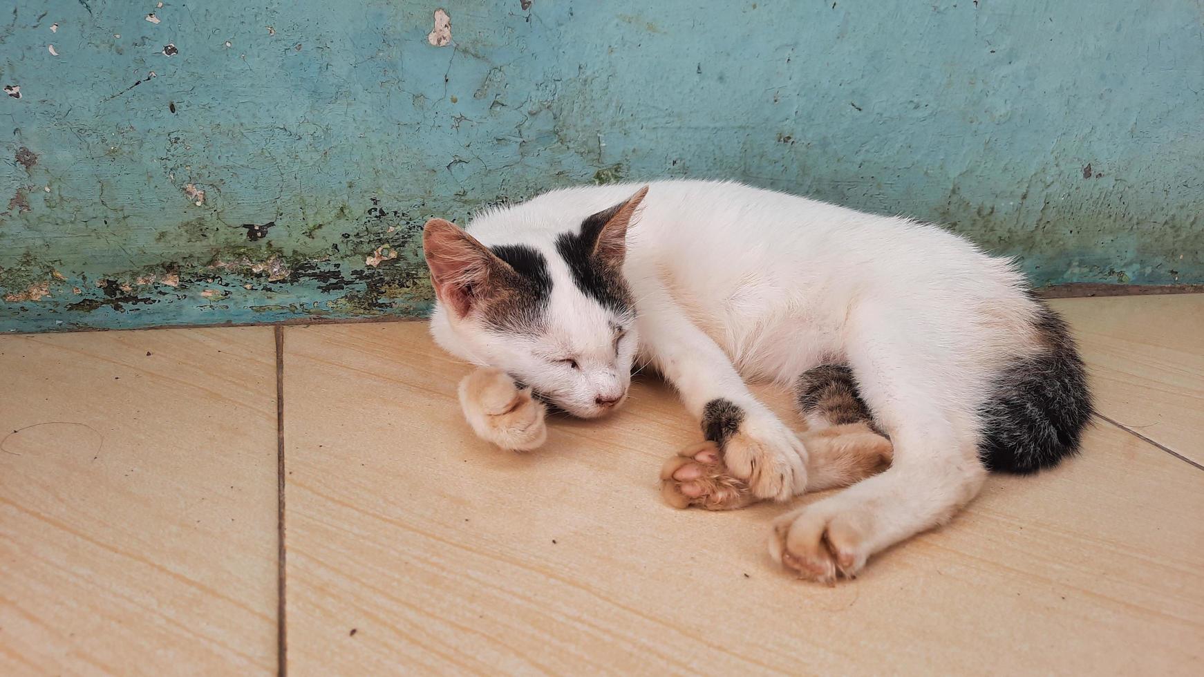 White cat with black pattern fast asleep 02 photo