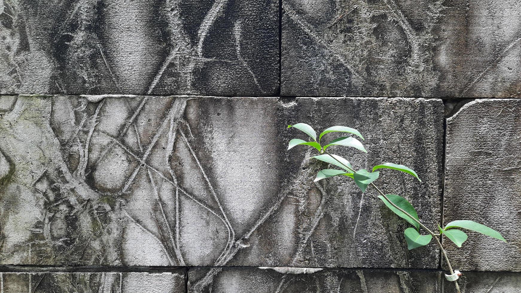 Brick wall background with vines on the right photo