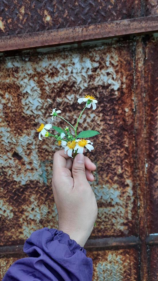 mano sosteniendo una hermosa flor blanca sobre un fondo de pared de hierro oxidado 03 foto